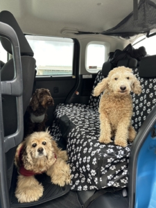 テイリー君M君ポテト君